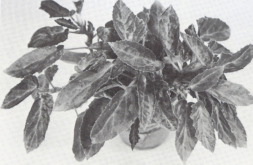 B. ‘Stepping Stone’